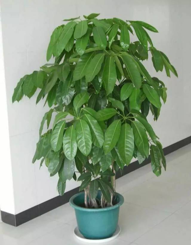 招财树-2.jpg