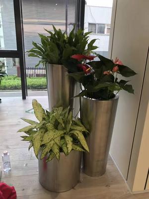奉贤区高端室内植物租赁服务,现代金属花盆中的装饰性绿植。