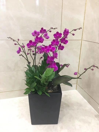 白沙州专业植物租赁服务,舒臣一花一木提供的精致兰花布置,美化办公室环境,提高工作空间品质。