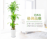 巴西木、香龙血树