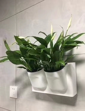 松江区创意墙挂式植物租赁,节省空间同时美化室内设计。