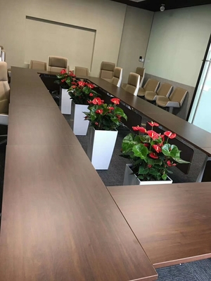 松江区会议室内植物租赁装饰,彩色花卉为商务环境带来自然气息。