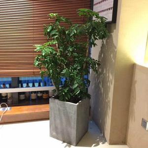 上海普陀区商务空间绿植租赁 - 舒臣一花一木的高大盆栽植物,理想选择用于办公楼和酒店大堂的自然装饰。