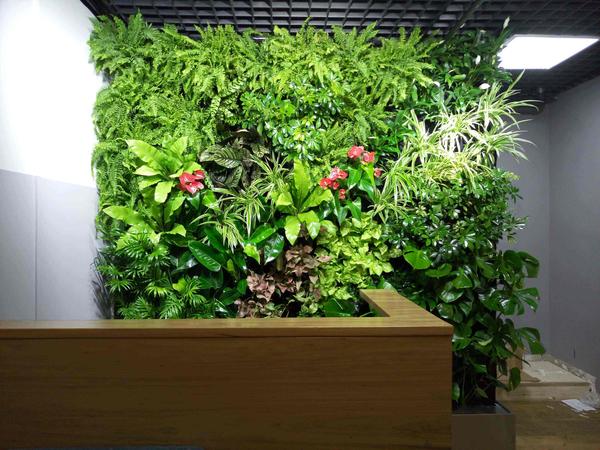 植物墙,垂直绿化,立体绿化,绿化墙