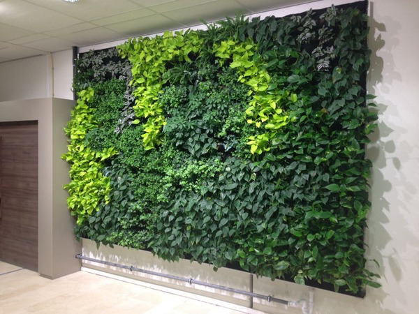 植物墙