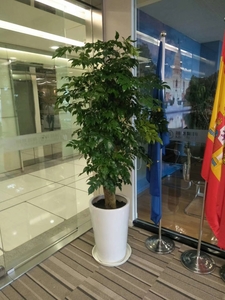 繁茂的室内植物租赁在徐汇区写字楼，为办公环境增添自然绿意和清新气息。