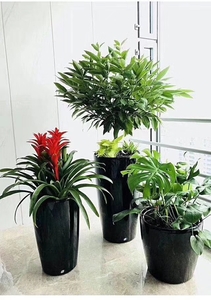 徐汇区热带植物租赁组合，包括红掌和竹芋，为家居和企业空间提供生动的绿色装饰方案。