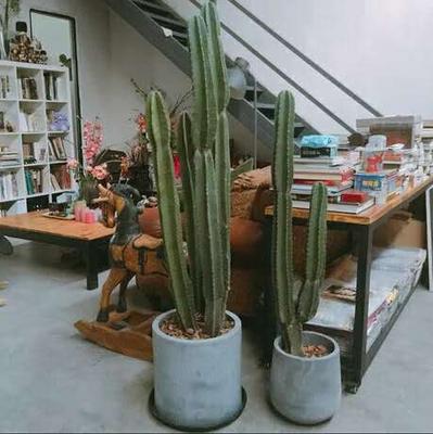 徐汇区特色植物租赁服务展示多肉植物和仙人掌，适合商店和咖啡馆的室内装饰。