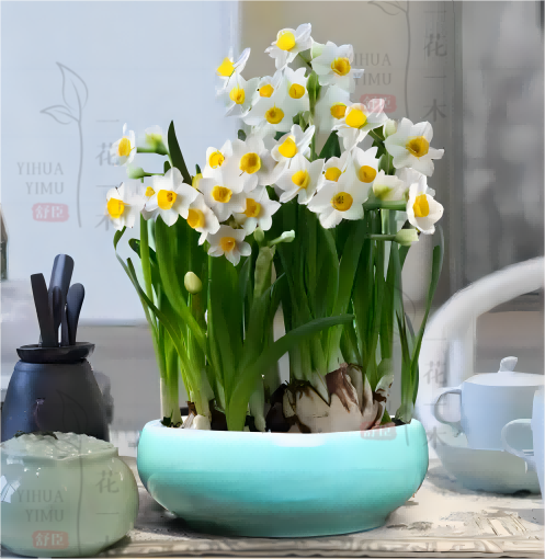 水仙花(1)(1)(1).png