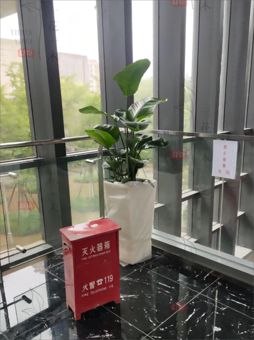 武汉植物租赁