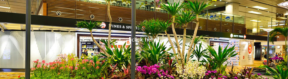 江岸商场植物租赁服务展示，舒臣一花一木为购物中心增添热带植物和彩色花卉的鲜明景观。