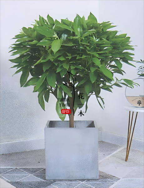 平安树,室内植物,空气净化,家居美学,绿色生活,心理健康,养护技巧,舒臣一花一木,自然美景,健康生活